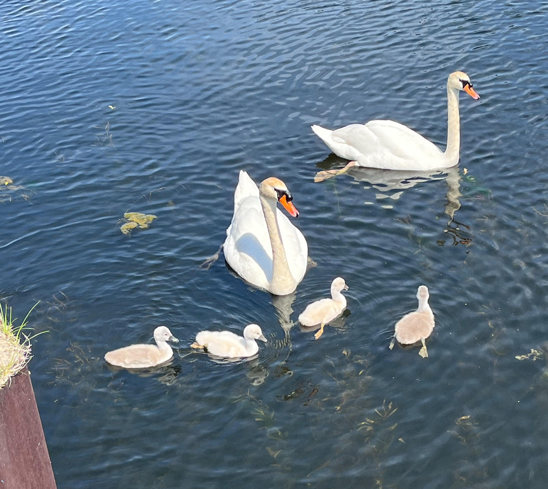 July4 Harbour Towne Condos